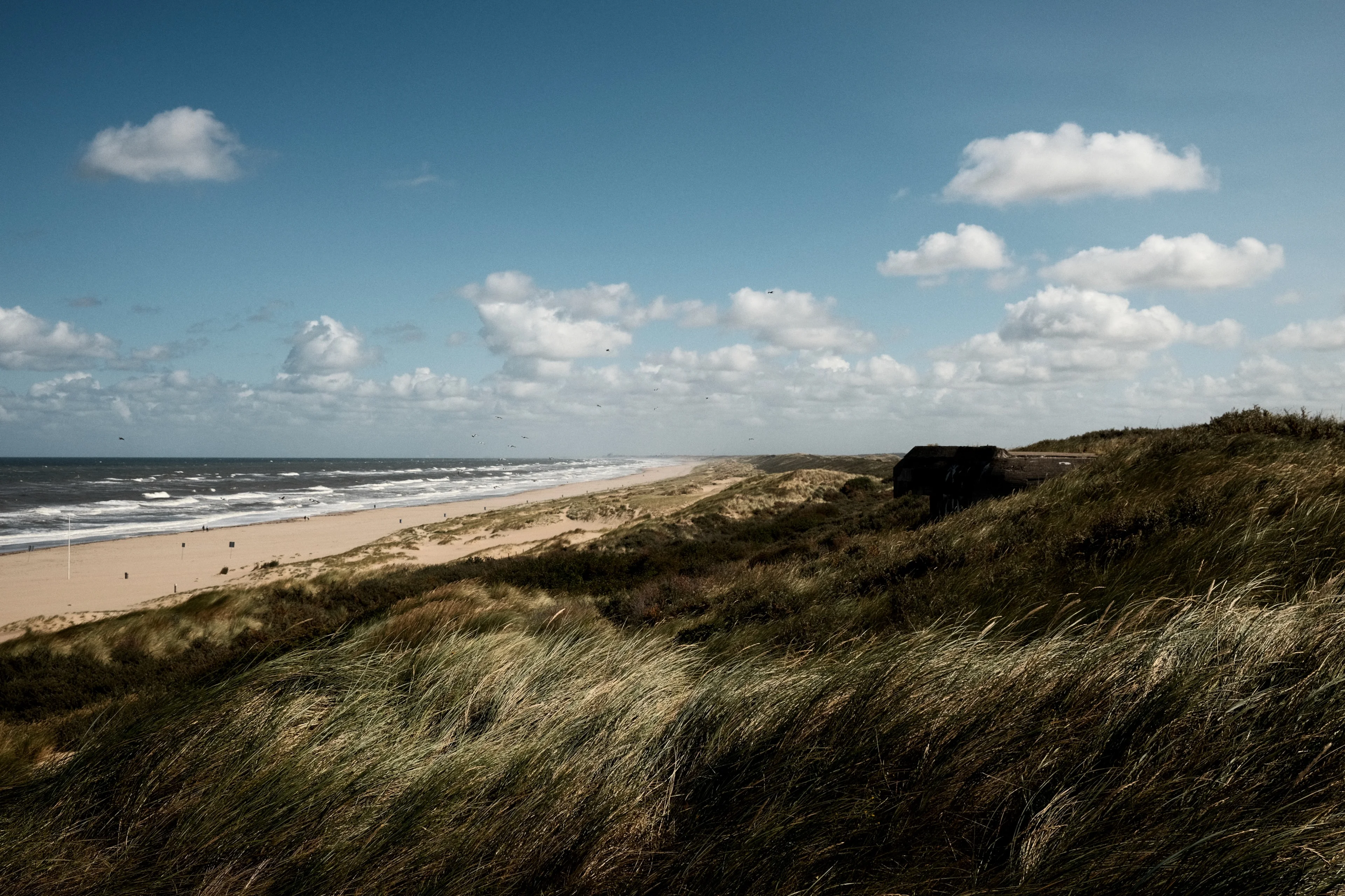 Beach dunes with tall grass overlooking the ocean