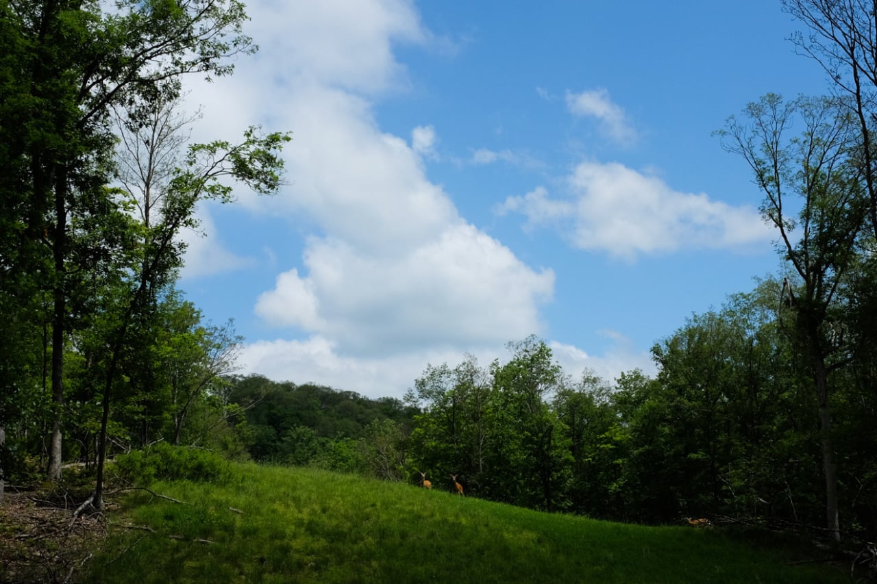 harriman